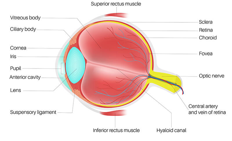 Chart Illustrating the Anatomy of an Eye